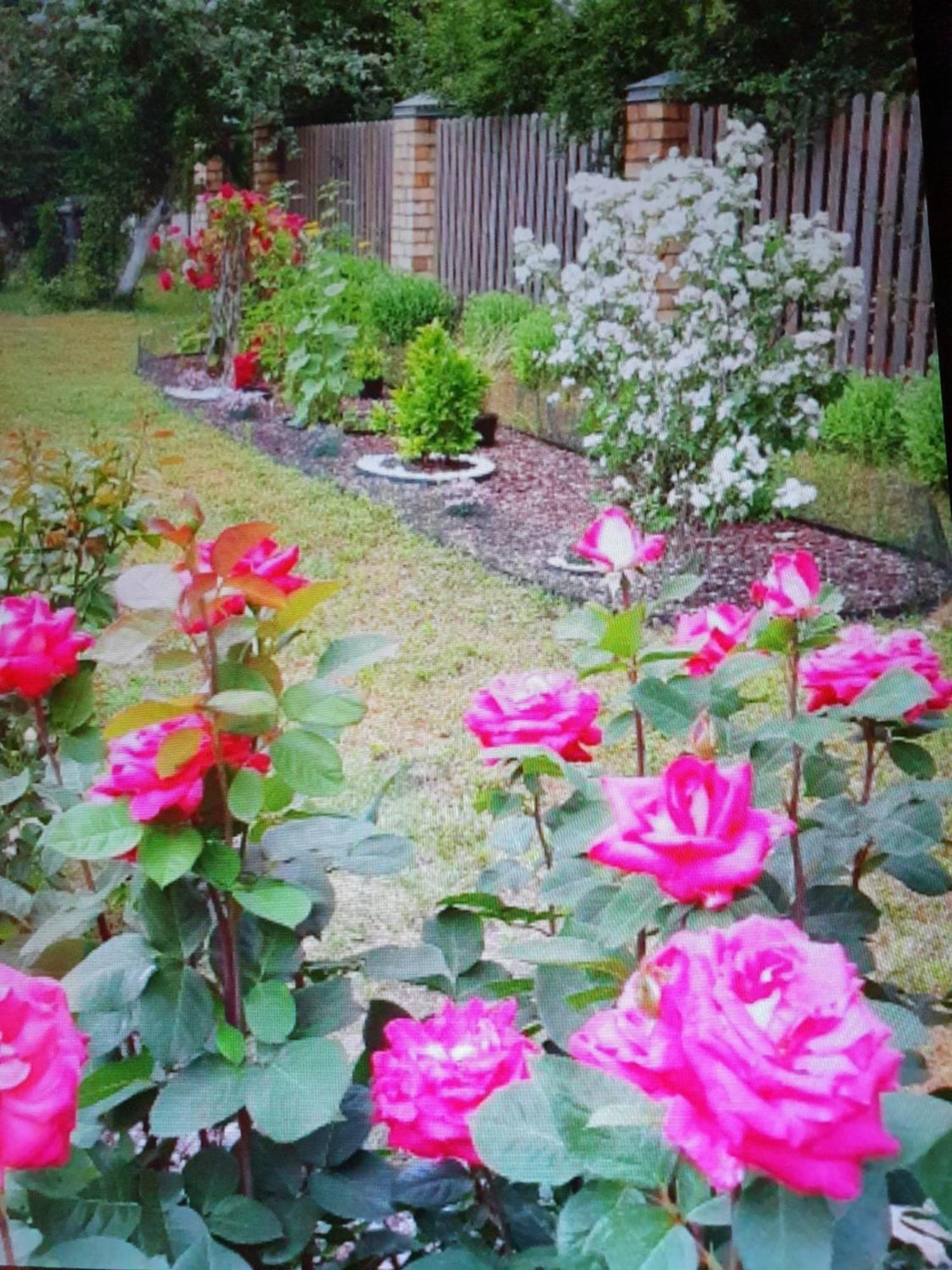 Villa Лора Lapmežciems Esterno foto